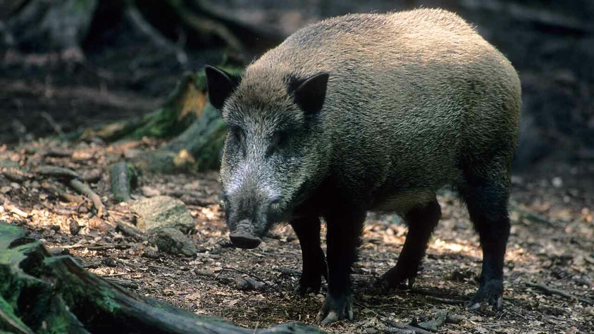 Torna la “Sagra del Cinghiale” a Pietramontecorvino, si svolgerà il 14 agosto